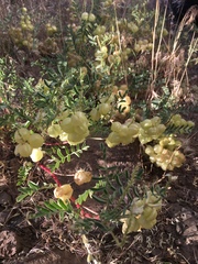 Astragalus lentiginosus floribundus