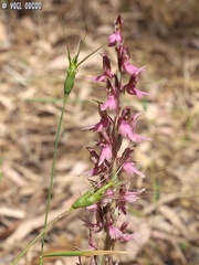 Anacamptis sancta