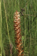 Orobanche amethystea amethystea