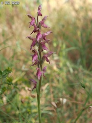Anacamptis sancta