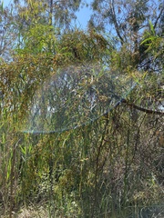 Acacia saligna