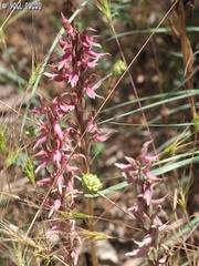 Anacamptis sancta