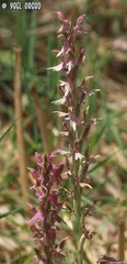 Anacamptis sancta