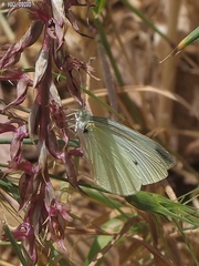 Pieris