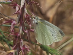 Pieris