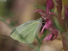 Pieris