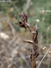 Serapias orientalis levantina