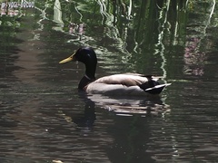 Anas platyrhynchos