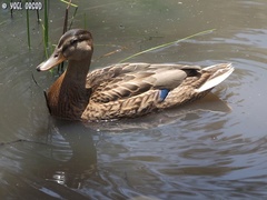 Anas platyrhynchos