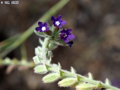 Anchusa undulata