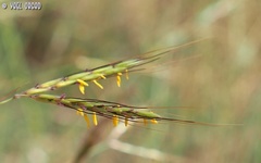 Hyparrhenia hirta