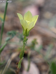 Campanula sulphurea