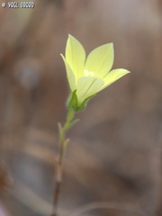 Campanula sulphurea
