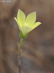Campanula sulphurea