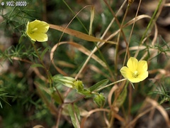 Campanula sulphurea