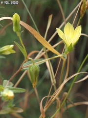 Campanula sulphurea