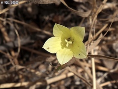 Campanula sulphurea