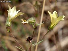 Campanula sulphurea