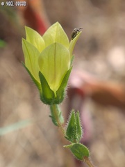 Campanula sulphurea