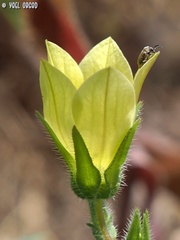Campanula sulphurea