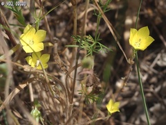 Campanula sulphurea