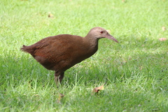 Gallirallus sylvestris