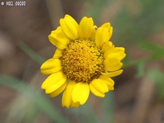 Coleostephus myconis