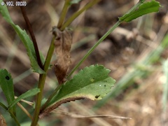 Coleostephus myconis