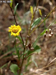 Coleostephus myconis