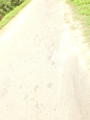 Clinotarsus curtipes