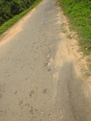 Clinotarsus curtipes