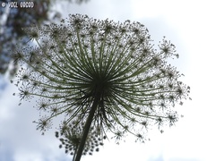 Daucus carota