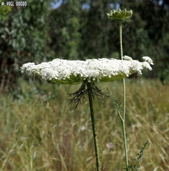 Daucus carota