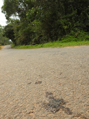 Clinotarsus curtipes