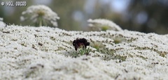 Daucus carota