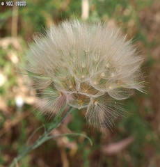 Tragopogon coelesyriacus