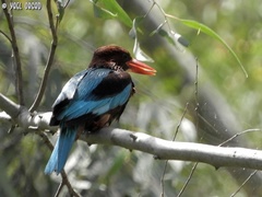 Halcyon smyrnensis
