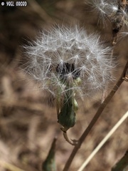 Lactuca tuberosa