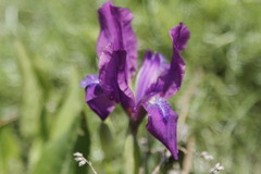 Iris furcata