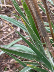 Bromus lanatus