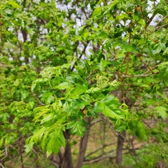 Crataegus pinnatifida