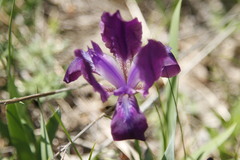Iris furcata