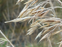 Bromus lanatus