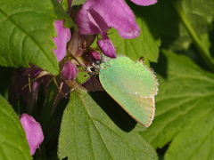 Callophrys chalybeitincta