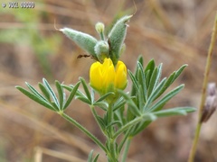 Lupinus luteus