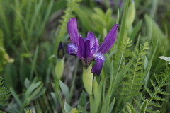 Iris furcata