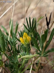 Lupinus luteus