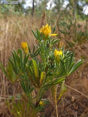 Lupinus luteus