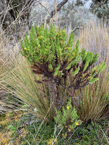 Hypericum lancioides (Hypericum lancioides)