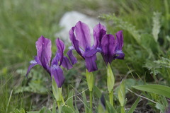 Iris furcata